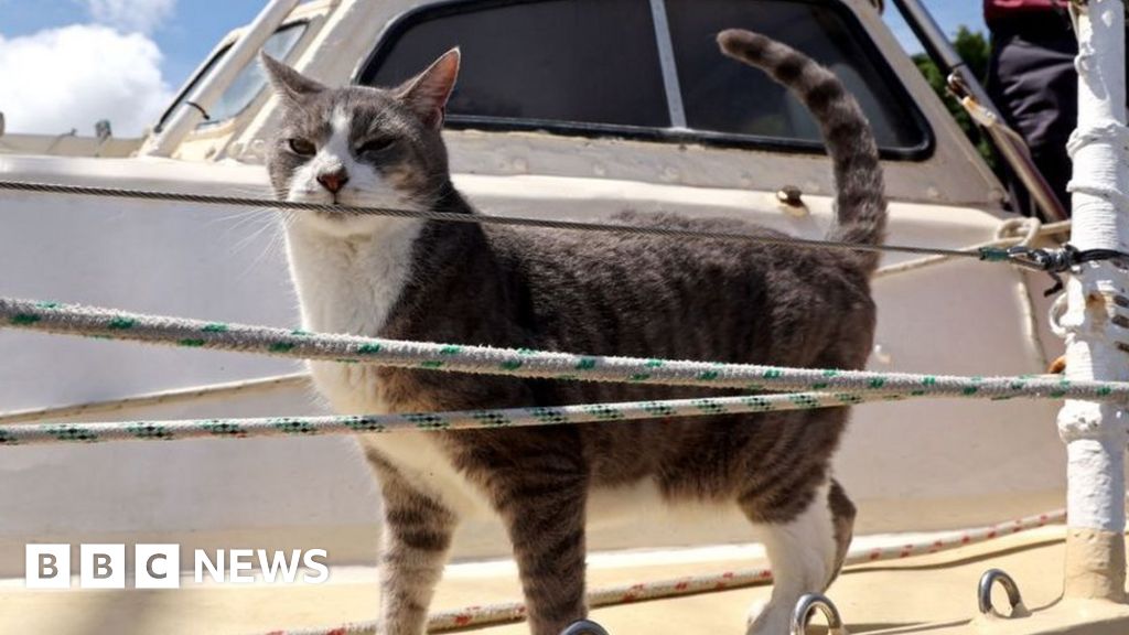 sydney to hobart yacht with cat on board